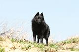 SCHIPPERKE 176